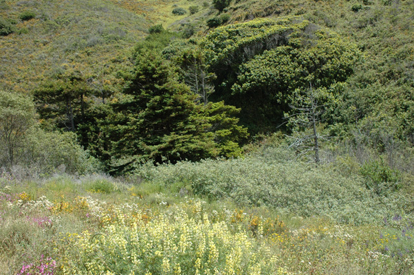 Soberanes Canyon 054.jpg